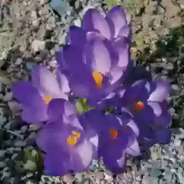 Tommasinianus Ruby Giant